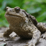 bufo marinus