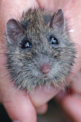 An endangered Hastings River mouse, from a photograph taken in January 2018.