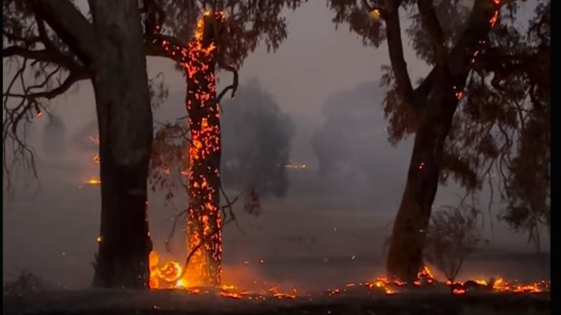 Fire destroyed trees at Heritage Fruit Trees farm near Beaufort.