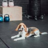 Brisbane fitness fans to get the ultimate 'puppy fix' at new gym