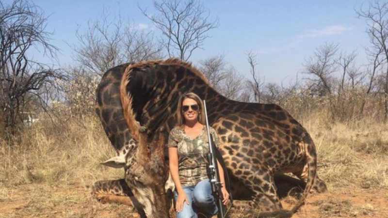 American Auto Finance >> Tess Thompson Talley: Woman who shot 'rare giraffe' labelled a 'neanderthal' by South African media American Auto Finance >> Tess Thompson Talley: Woman who shot 'rare giraffe' labelled a 'neanderthal' by South African media
