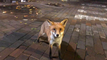 Unsw Students Bitten By A Fox