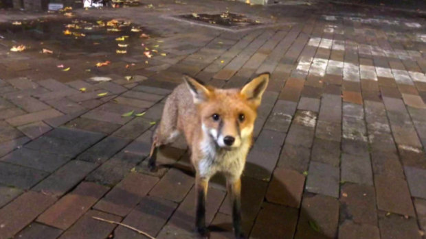 A fox out and about at UNSW campus last weekend.