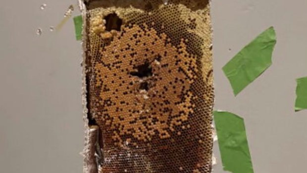 A giant beehive was even found in the house.