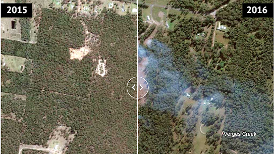 Loss of koala habitat NSW