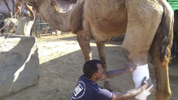 A volunteer with Friendicoes in Delhi, India, attends to a camel.