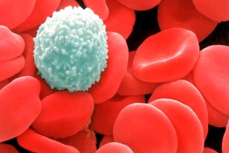 Red blood cells with a white blood cell.