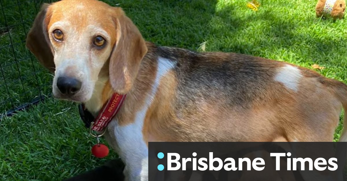 Regal beagle: Harry and Meghan adopt a mistreated dog from breeding facility - Vimarsana News