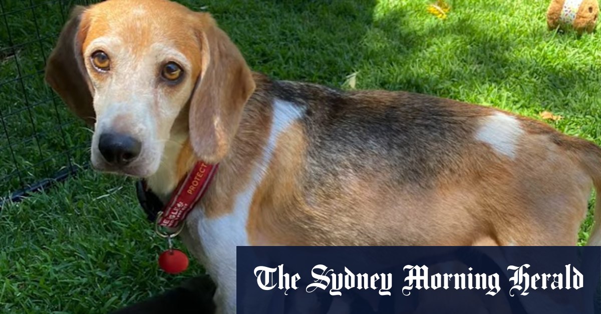 Regal beagle: Harry and Meghan adopt a mistreated dog from breeding facility - Vimarsana News