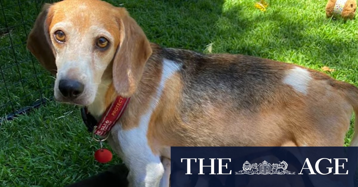 Regal beagle: Harry and Meghan adopt a mistreated dog from breeding facility - Vimarsana News