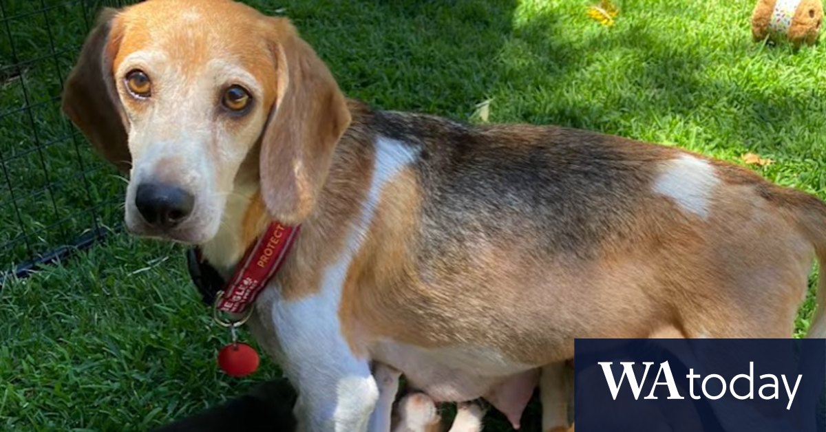 Regal beagle: Harry and Meghan adopt a mistreated dog from breeding facility - Vimarsana News