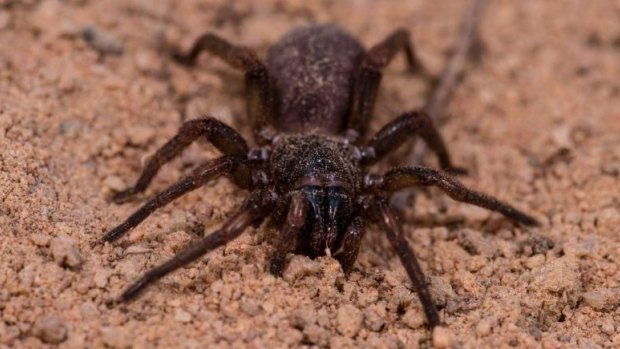 It's not clear what breed of spider caused the Perth man to scream in fear.