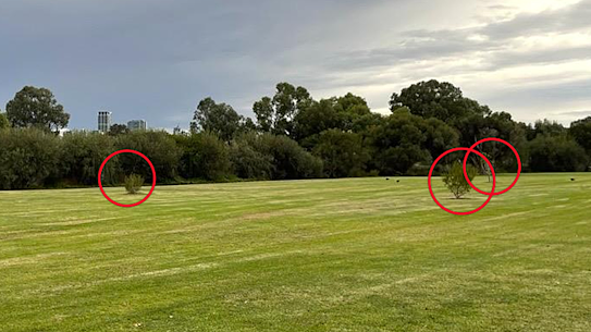 View of the trees from the footpath looking towards the lake.