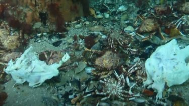 Dead crabs next to a chicken carcass.