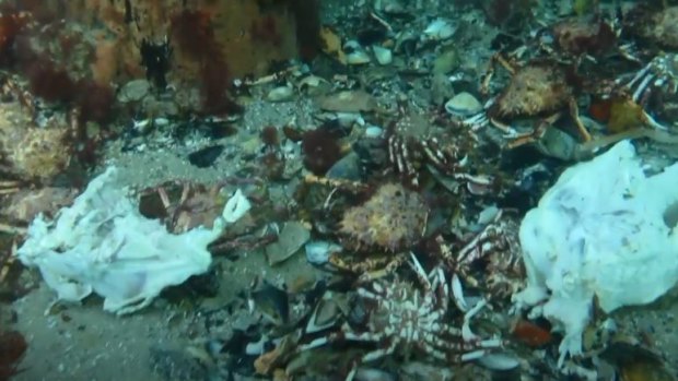 Dead crabs next to a chicken carcass.