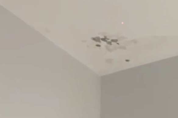 Zeher Khalil finds mould on a newly painted ceiling. 