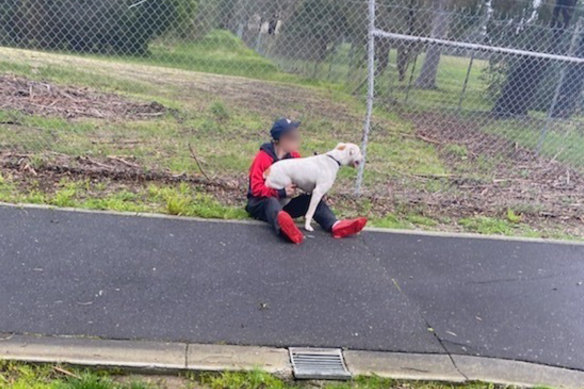 The dog that attacked Guy Ward, in a photo taken immediately after its owner brought the dog under control.
