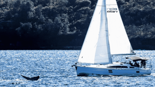 Whale gif Sydney Harbour