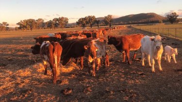 Cattle surviving off fodder at the Passmore family's property near Forbes in central-western NSW.