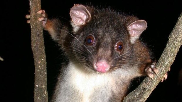 The western ringtail possum saw its status on the threatened species list worsen to ‘critically endangered' this week, partly due to reduced rainfall and partly due to urban expansion. 