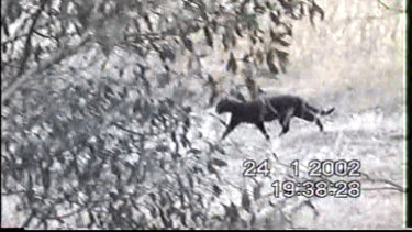 A large feral cat mistaken for a panther by a farmer near Ararat in 2002.
