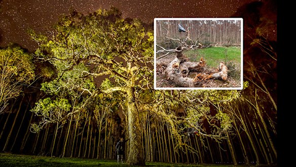 The yellow box tree, widely referred to as the directions tree, which was cut down. 