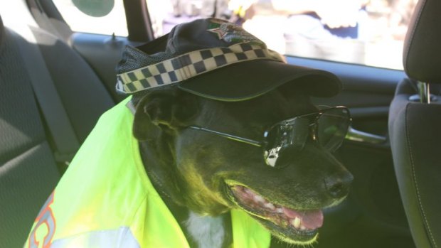 Mushu looked the part as a police dog in her new gear.