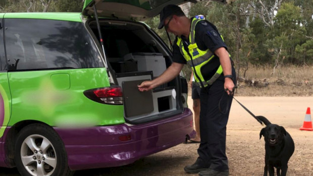 Police using a detection dog search cars at Rainbow Serpent Festival for drugs.