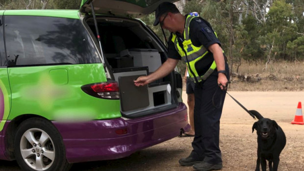 Police using a detection dog search cars at Rainbow Serpent Festival for drugs.