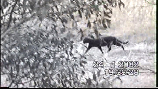 A large feral cat mistaken for a panther by a farmer near Ararat in 2002.