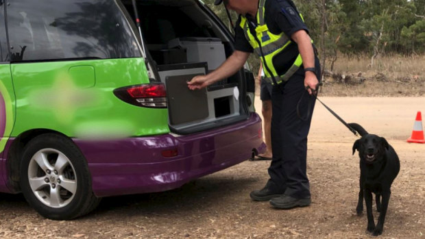 Police using a detection dog search cars at Rainbow Serpent Festival for drugs.
