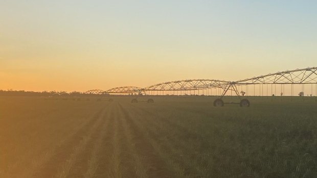 Alanna Rennie’s family property near Hillston, NSW. 