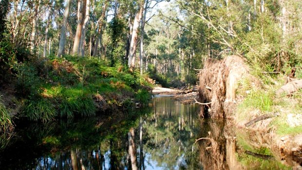 A creek in Blue Gum Forest in the Blue Mountains National Park