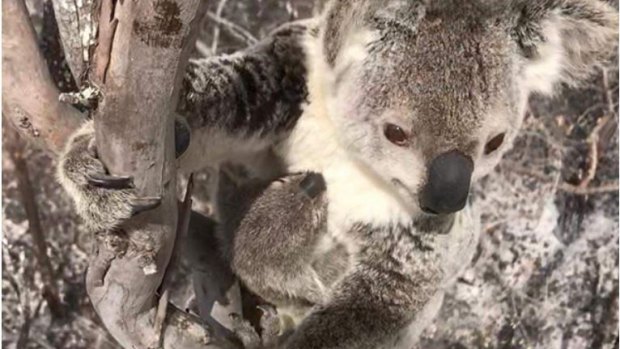 A koala clings to a tree in a Queensland bushfire zone.
