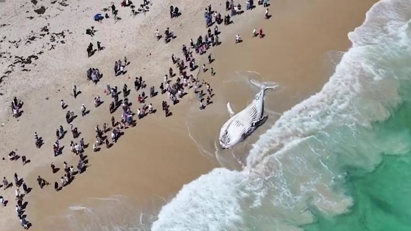 WA news LIVE: Whale carcass to be removed from City Beach today