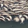 Millions of native fish wash up dead near Menindee in outback NSW