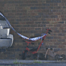 GIF: A toddler’s trike at the Lismore crime scene. 