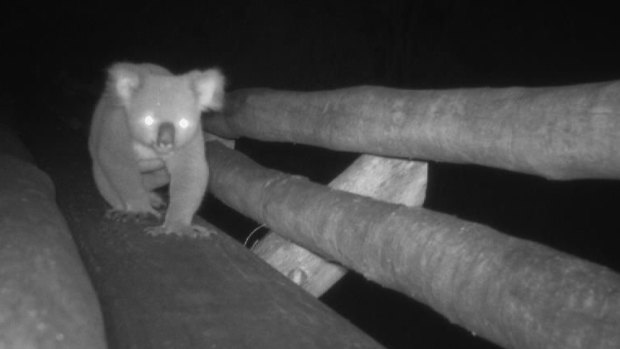 Caught on film: Koalas using wildlife bridge to cross busy road