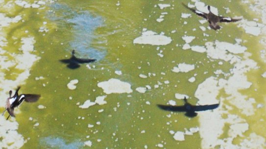 Lake Cawndilla, one of the Menindee Lakes, is now largely dry. (January 10, 2019.)
