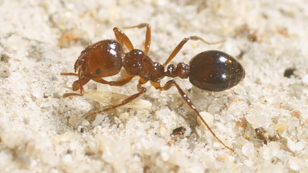 Businesses in lockdown as fire ants found further south in NSW