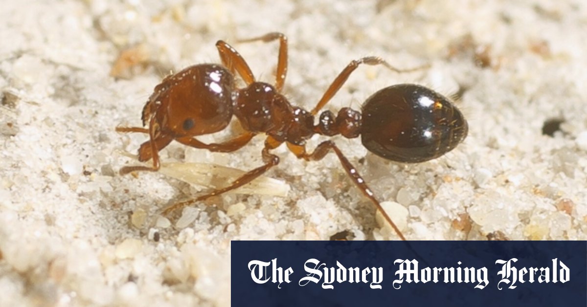 What do fire ants look like sale