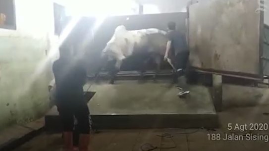 Australian cattle have been inhumanely slaughtered in Indonesian abattoirs, breaching Australian live export rules. 