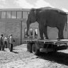 Canberra university students once snuck an elephant onto campus