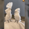 Cockatoo dancing GIF