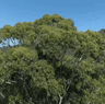 A documentary directed and produced by award-winning local filmmaker Bruce Walters about a campaign to save two trees in Ruskin Rowe, Avalon. 