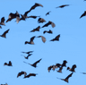 Australian bat lyssavirus.