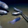 Scientists land deepest fish ever caught off Australia from 6.5km below