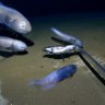 Snailfish