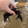 ‘Most Australian thing ever’: catching yabbies inside flooded Forbes hardware shop