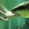 Methuselah the Australian lungfish could be the oldest living fish in captivity in the world.